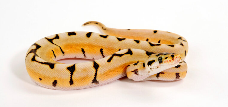 K&ouml;nigspython // Ball python (Python regius) - colour-morph