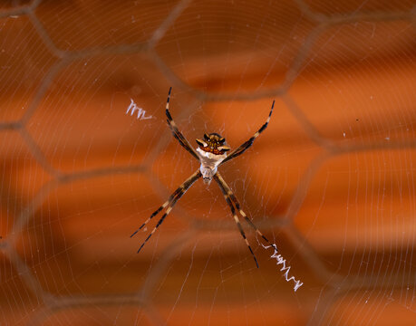 aranha pendurada na teia em alta resolu&ccedil;&atilde;o