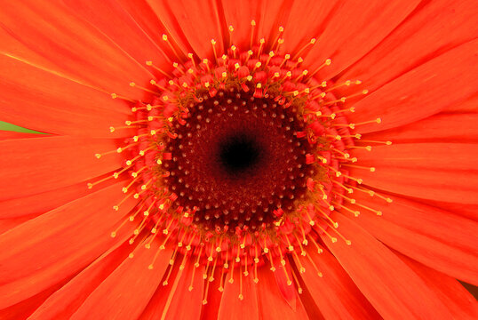 Flower macro photography. Extreme closeup of colorful Gerbera daisy blossom with orange petals. At flower's center is a ring of florets and yellow pollen-bearing stamens surrounding a dark inner disk.