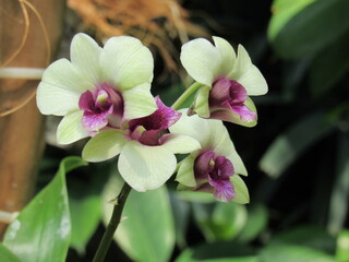 Obraz premium pink orchid flower