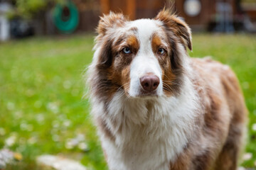Close-up of Australian Shepherd dog. Horizontal closeup headshot of an Australian Shepherd outdoor