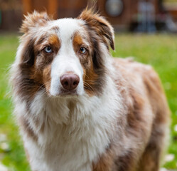 Close-up of Australian Shepherd dog. Horizontal closeup headshot of an Australian Shepherd outdoor