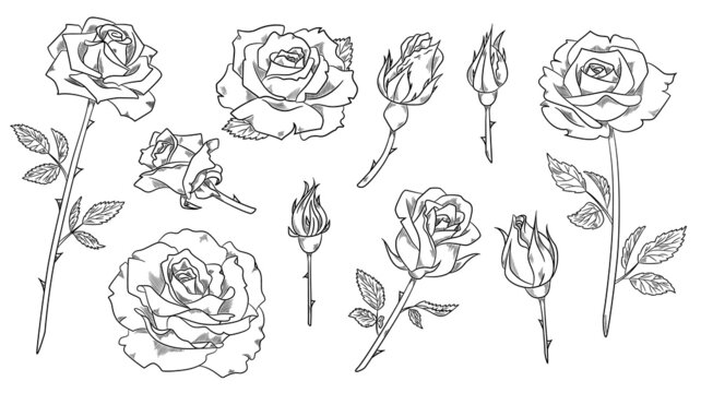 Big set of rose. Minimalistic stickers with flowers, buds, leaves and branches. Decorative elements for tattoos, logos and emblems. Cartoon flat vector collection isolated on white background