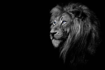 Fototapeta na wymiar African male lion , wildlife animal Black and white but with colored eyes