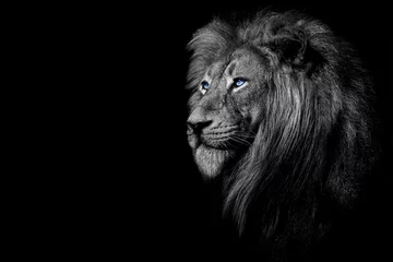 Foto auf Acrylglas Antireflex Afrikanischer männlicher Löwe, Wildtier Schwarz und weiß, aber mit farbigen Augen © Vieriu