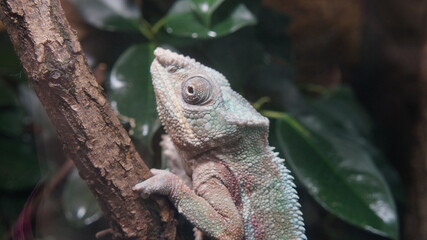 green iguana on a branch