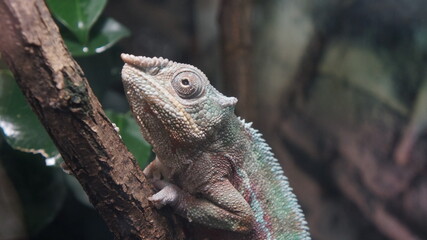 iguana on a branch