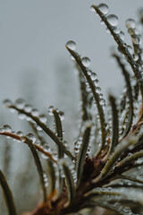 Naklejka premium macro plant shot
