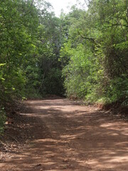 Fototapeta premium Florestas, Botânica, caminho