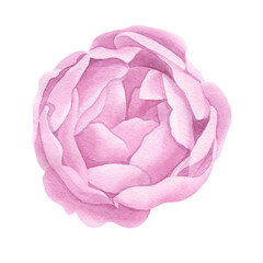 Vintage hand made line peonies or rose set. Botanical froral design. Isolated on white flowers. For greeting, invitation, wedding, birthday, valentine card. Botanical illustration.