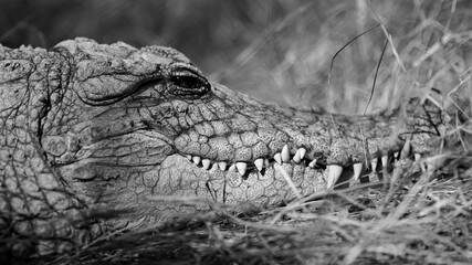 Young Nile crocodile