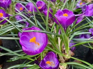 Ornamental plant Saffron (Latin Crocus)