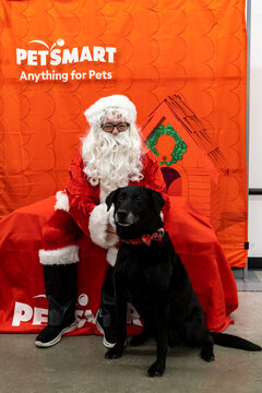 Plymouth, Minnesota - December 18, 2021: Happy black labrador retriever dog poses with Santa Claus at a PetSmart for Christmas pictures in the store