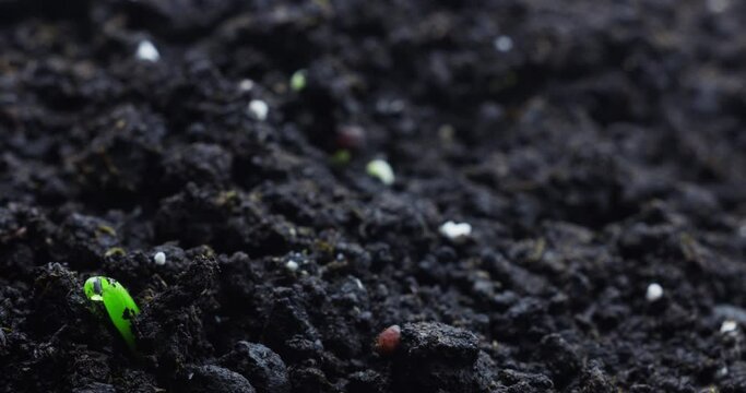 Germination of plants in spring. Timelapse of the growth of sprouts from the ground. Macro shots with beautiful movement. High quality 4k footage