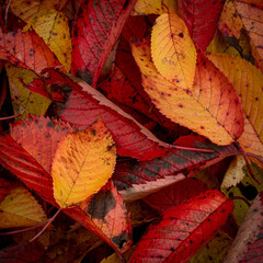 Autumn Leaf fall red orange yellow closeup