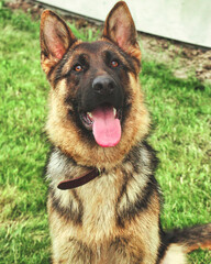 german shepherd dog