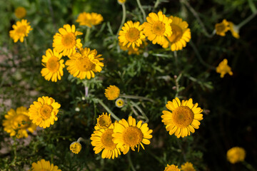 beautiful yellow flowers on a green background. flowers growing in a flower bed. urban landscape.