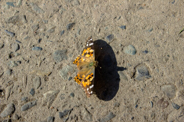 butterfly sits on the pavement. butterfly with orange wings and black spots. insects.