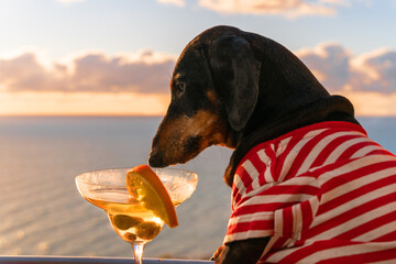 Lovely dachshund dog in striped t-shirt is sitting on balcony or terrace, drinking cocktail with...