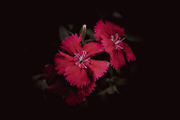 Flower in dark background 