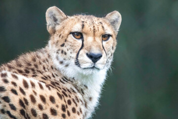 Cheetah