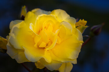2022-01-18 A CLOSE UP OF A YELLOW ROSE IN FULL BLOOM WITH A BLURRY BACKGROUND