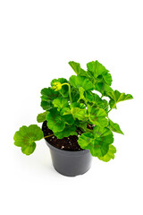 Geraniums Seedling in Pot Ready for Planting for Spring Landscaping on White Background. Selective focus.