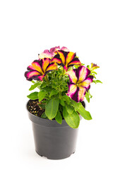 Petunia Flowers Seedling in Pot Ready for Planting for Spring Landscaping on White Background. Selective focus.