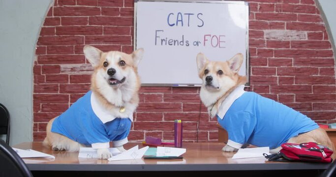 Two funny Welsh corgi Pembroke or cardigan dogs in blue polo shirts are sitting on a desk littered with school supplies, participating in discussion about cats.