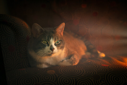 Cat in light of warm fireplace