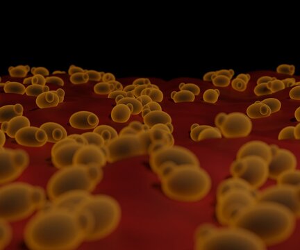 3d rendered Saccharomyces cerevisiae is yeast for bread and wine