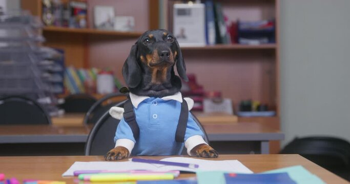 Adorable smart dachshund puppy in blue school uniform, like diligent student answers question of teacher during the lesson on elementary school. Obedient dog performs funny trick.
