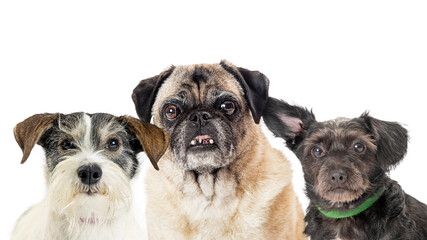 Close-Up of Three Dogs Medium-Sized Dogs