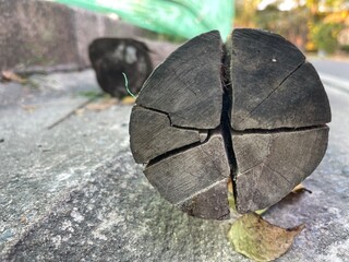 butterfly on the rock