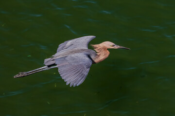 Reddish Egret flying over a green channel