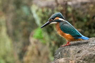 岩の上から必死で餌を探すカワセミ幼鳥オス