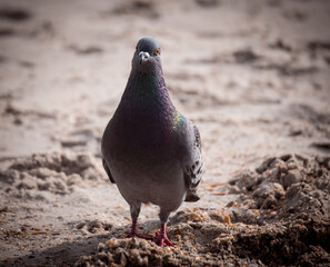 pigeon on the beach