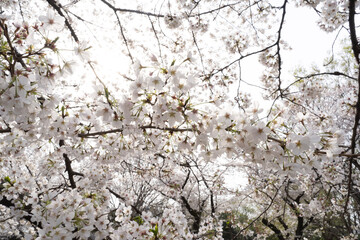 tree blossom