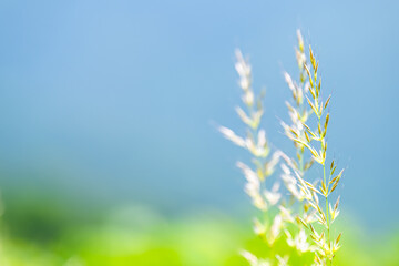 Macro closeup of grass grain plants in Shenandoah valley national park by Blue Ridge appalachian mountains in foreground with blue sky in blurry background
