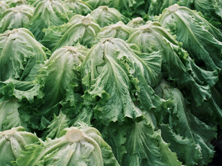 fresh lettuces at the market