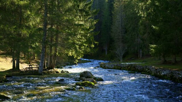 Rivi&egrave;re qui serpente en for&ecirc;t sous les arbres. Source du Doubs, Franche-Comt&eacute;, France
