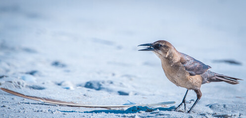 Shorebirds at the Beach