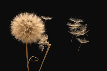 Dandelion seeds flying next to a flower on a dark background