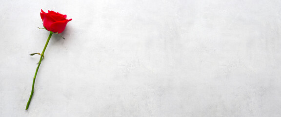 Red rose flower on white cement background, banner with copy space for Valentine’s day concept, top view, flat lay