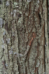 trunk with liken