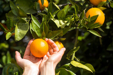 Women's hands pick juicy tasty oranges from a tree