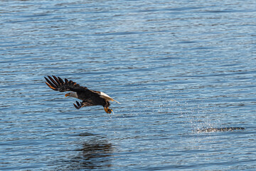 Bald Eagle (Haliaeetus leucocephalus) on the Hunt