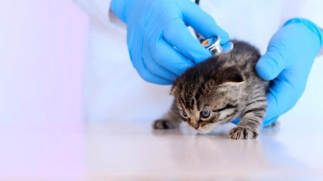 Kitten and veterinarian. Examining a kitten.Baby kitten. Scottish fold tabby kitten in the hands of a veterinarian in blue medical gloves on a white table. 4k footage