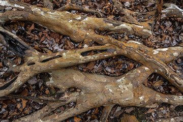 Root Growth Pattern above Soil