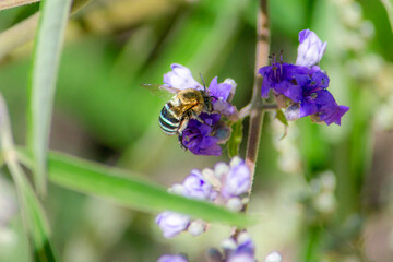 Australian blue banded bee feeding on purple flowers 
